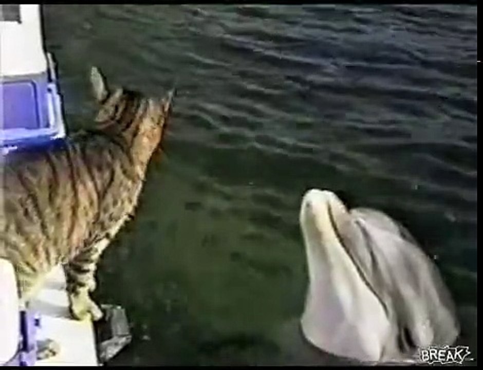 Un chat joue avec un dauphin