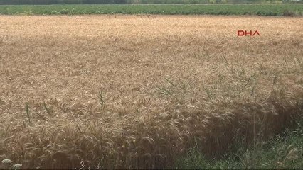 Adana Çukurova'da Buğday Verimi Çok Yüksek
