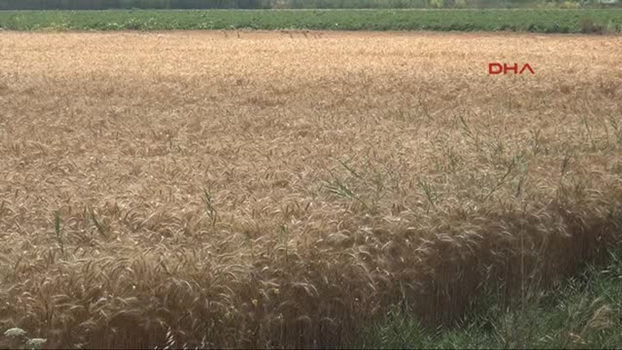 Adana Çukurova'da Buğday Verimi Çok Yüksek