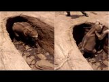 Baby Elephant Which Fell Into the Pothole Of a Big Rock Rescued