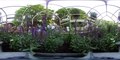 Visite à 360° de la serre à papillons de l'Ami des Jardins