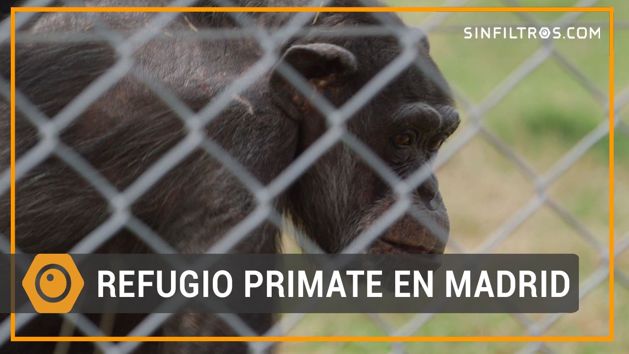 El planeta de los simios está en Madrid | Sinfiltros.com