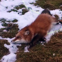 Ce renard adorable vient d'etre sauvé alors qu'il allait etre tué pour sa fourrure