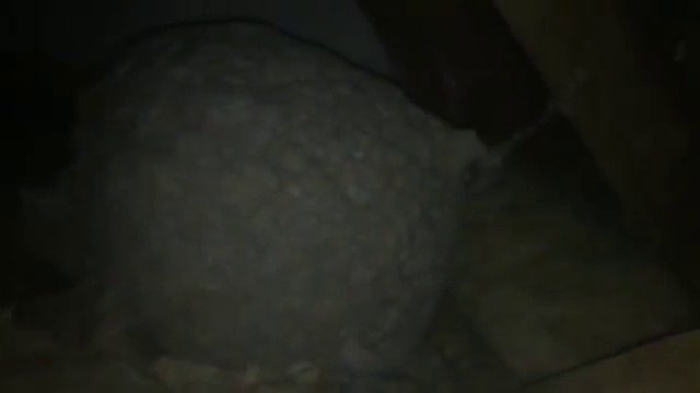 Regardez la taille de ces nids de guêpes découverts dans un grenier