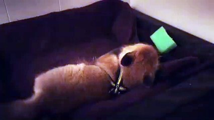 Ce petit renard est tellement adorable...