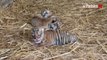 Chatou : naissance de trois bébés tigres au cirque de Venise