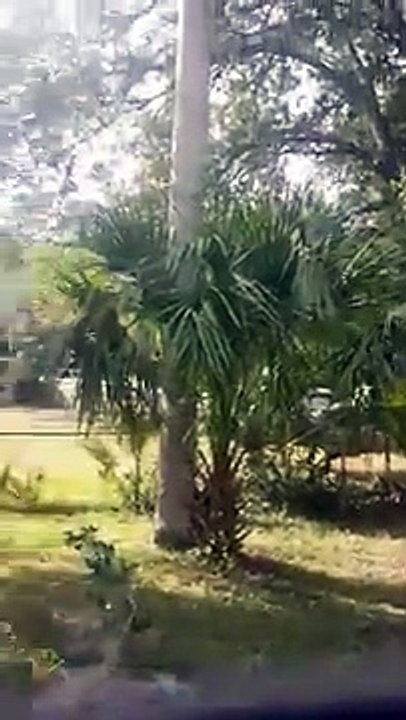 Le tronçonneur de l'extrême