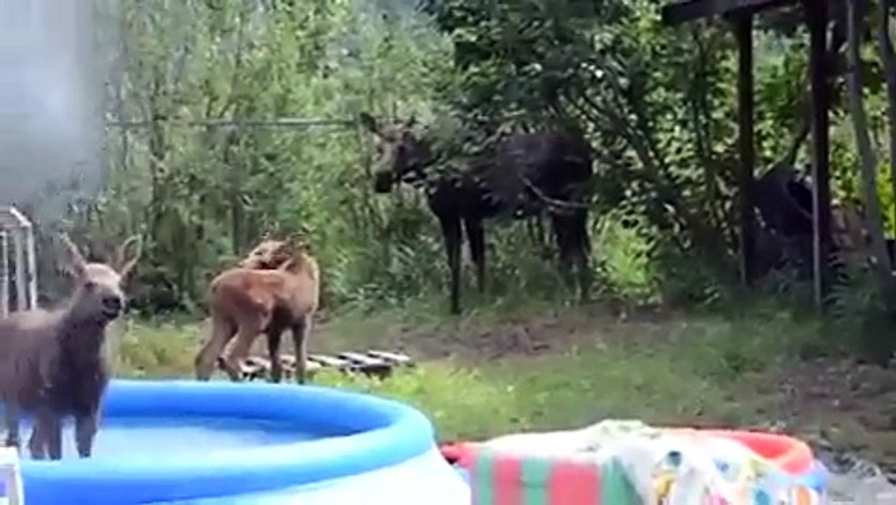 Des élans jouent dans ma piscine