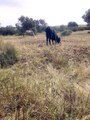 ganado vacuno en libertad