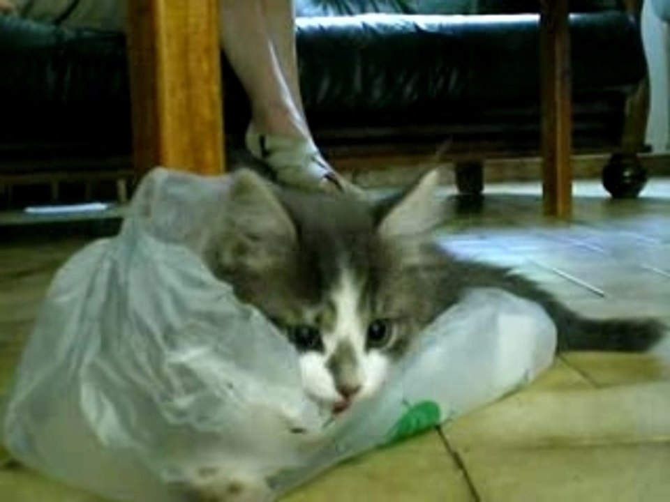 Crunch et son sac