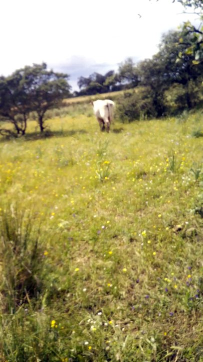 toro charoles