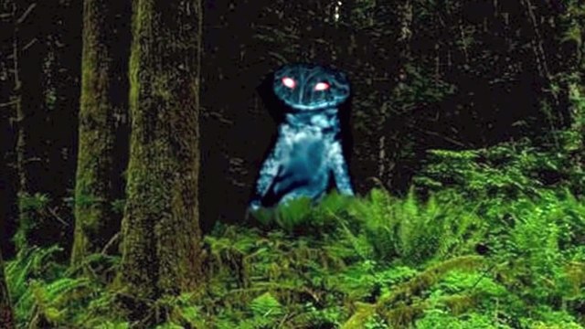 Unknown Creatures caught on