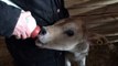 Calf Drinking From A Bottle - Farm Animals