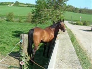 Fidjy au pré Juillet 2007