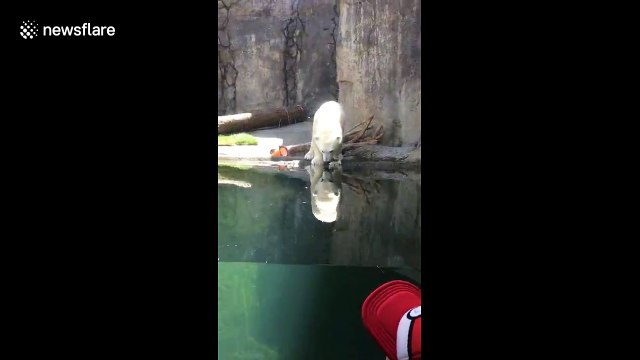 Polar bear launches itself at at children at Oregon Zoo