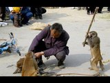 FUNNY ANIMALS - Crazy Monkey and Man Fight - Monkey Slaps Man - FUNNY VIDEO