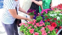 Reparto solidario de plantas en la Semana del Medio Ambiente de Leganés 2017