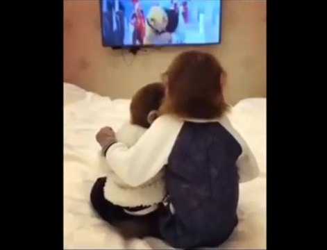 Hayvanlar Alemi - Monkey funny 11 - Funny video