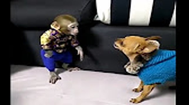 Hayvanlar Alemi - Monkey funny 6 - Funny video