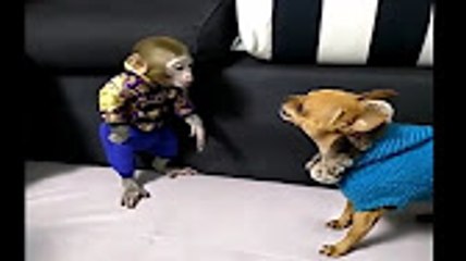 Hayvanlar Alemi - Monkey funny 6 - Funny video