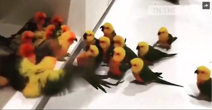 animals - Hayvanlar Alemi - Monkey funny 9 - Funny video