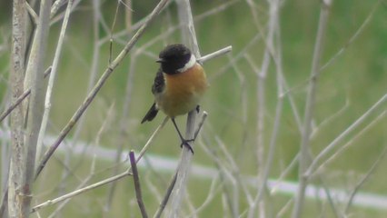 Les dunes de Bon-Abri  Hillion  9 Mai 2017