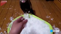 Ferret flips out at the sight of snow--