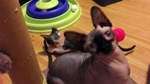 Kittens Talking and Playing with their Moms Compilation _ Cat mom hugs bab
