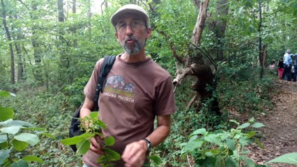 Les écoliers de Sainte-Claire ont aménagé le sentier du bois Capitaine