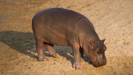 Watch Fiona the Baby Hippo Take Her First Steps and Squeal Forever