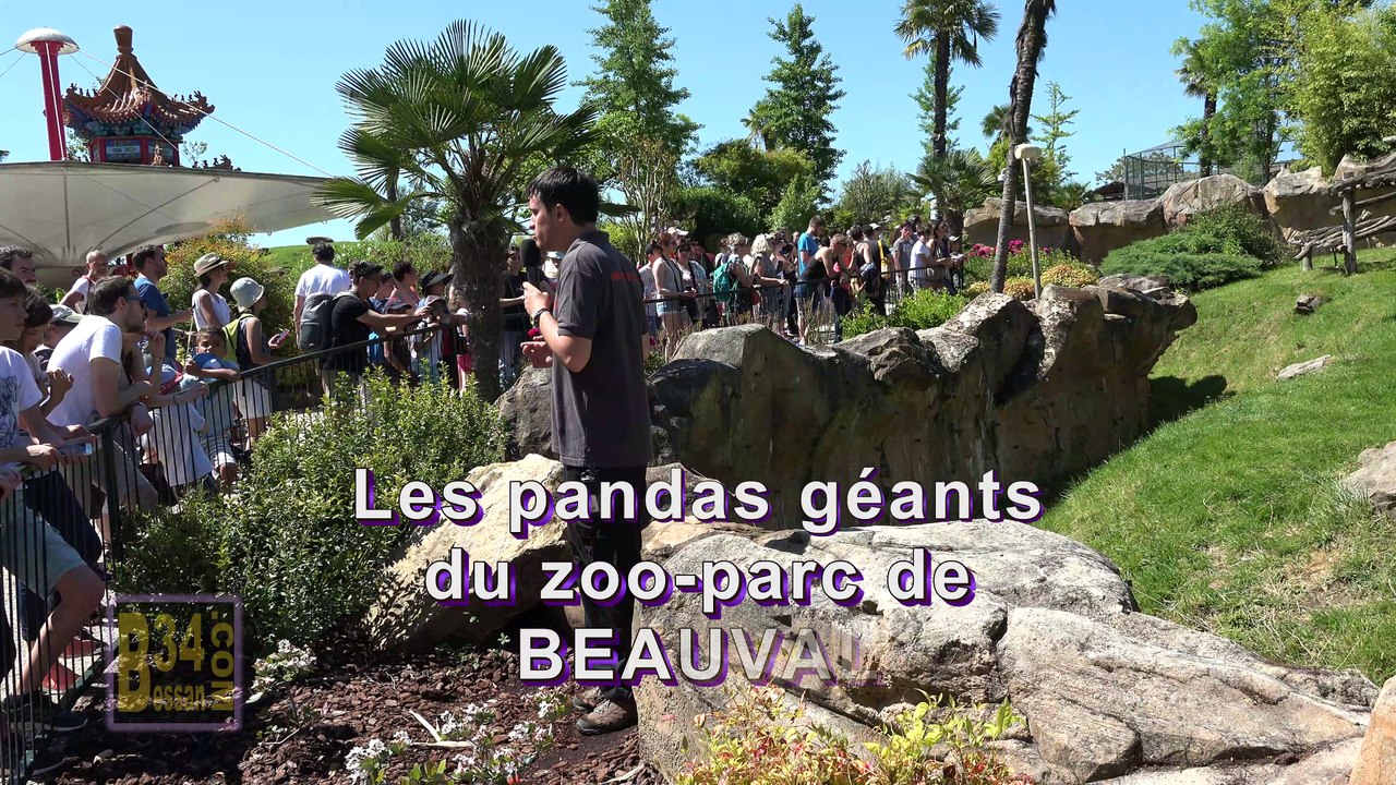 2017-Panda à Beauval uhd