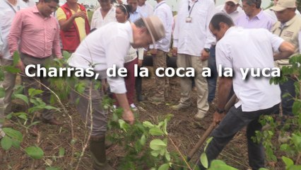 Charras, de la coca a la yuca