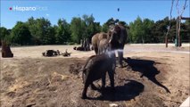 Vea cuánto le gusta a este bebé elefante darse un baño