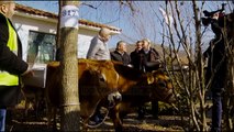 Dermatoza, nis kompensimi për fermerët e prekur - Top Channel Albania - News - Lajme