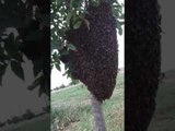 Bees wonderfull