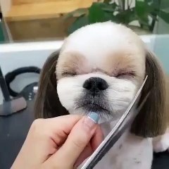Haircut Puppie Fynny Actions