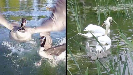 Drone Takes Hit From Goose & Swans Relocated To Safe Waters