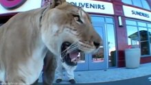 TOP 10 ANIMAIS INCRIVELMENTE GIGANTES (1080p_25fps_H264-128kbit_AAC)