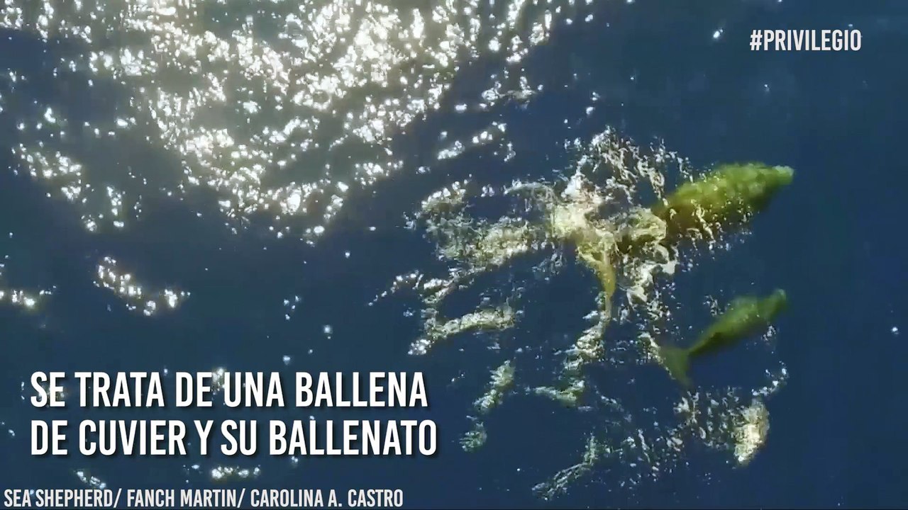 ¡Todo un privilegio! Animal extremadamente raro es avistado en costa mexicana