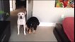 Funny Guilty Dogs Compilatioy Dogs who are sorry for w