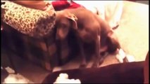 Funny Guilty Dogs CompilGuilty Dogs who are sorry for what they've do