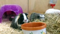 BASIC Guinea Pig & Rabbit Care _ Pets Palace Kids
