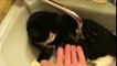 Funny Cats Enjoying Bath  Water Compilation