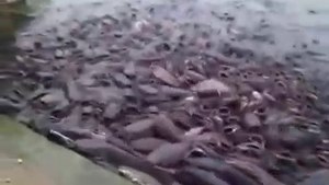 Thousands of fish - feed th