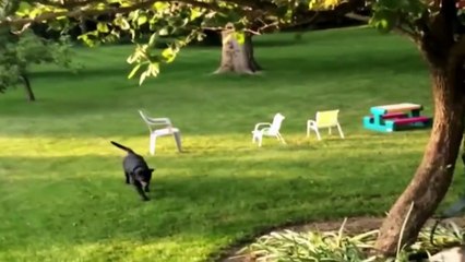 Animals are stupid #10