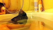 Funny Cats Enjoying Bath _ Cats ThVE Water Compilatio
