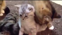 Kittens Talking and Playiheir Moms Compilation _ Cat mom hugs baby