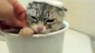 Funny Catsg Bath _ Cats That LOVE Water Compilation
