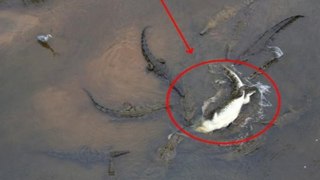 5 Most Amazing Crocodile Attacks Compilation