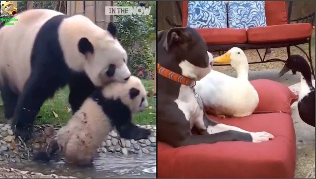 Endangered Animals - Extinct Animals - Zoo Animals - Funny And Cute Animals #7 - Hayvanlar Alemi